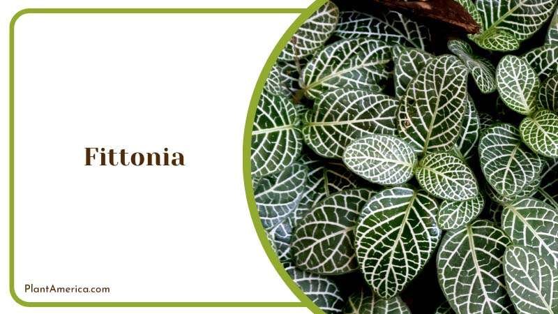 Exploring the Beauty of Fittonia Plant America Exploring the Beauty of Fittonia Plant America