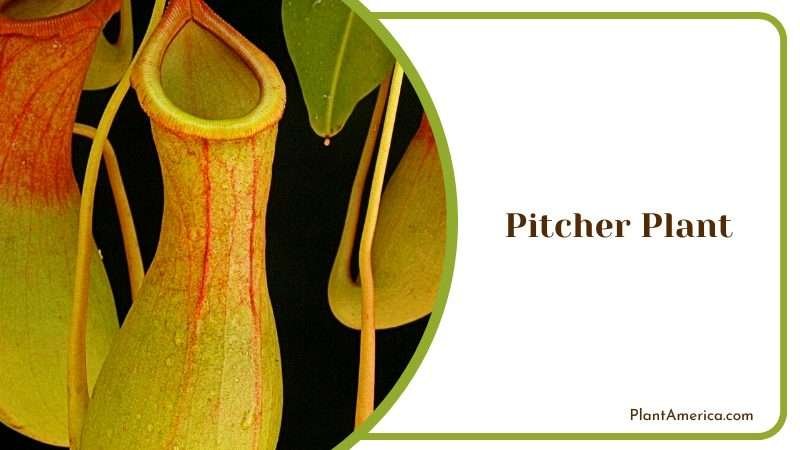 Exploring the Carnivorous Pitcher Plant Plant America