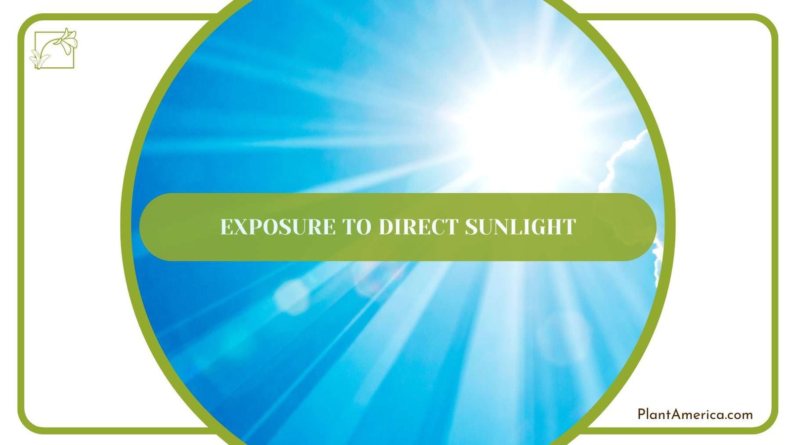 Exposure to Direct Sunlight PlantAmerica
