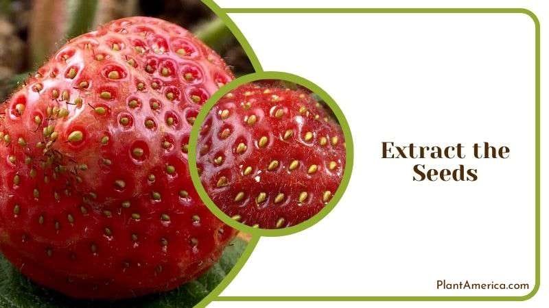 Extract the Seeds Plant America Extract the Seeds Plant America