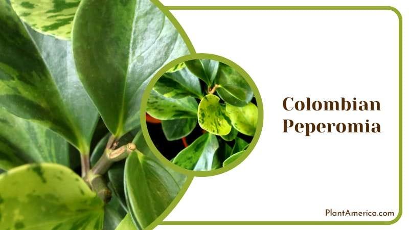 Eye Catching Colombian Peperomia Plant America Eye Catching Colombian Peperomia Plant America