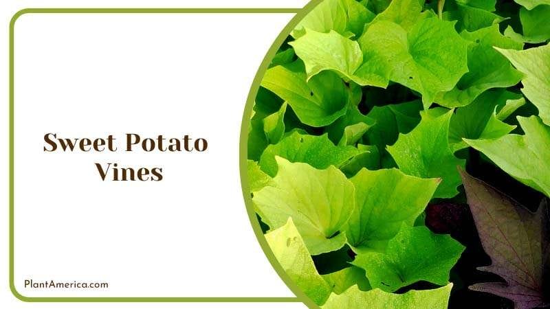 Eye Catching Garden Plant Plant America