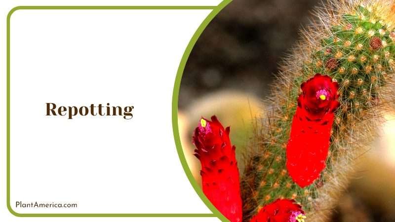 Eye Catching Strausii Cleistocactus Plant America