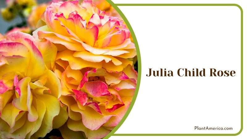Fabulous Julia Child Rose Plant America