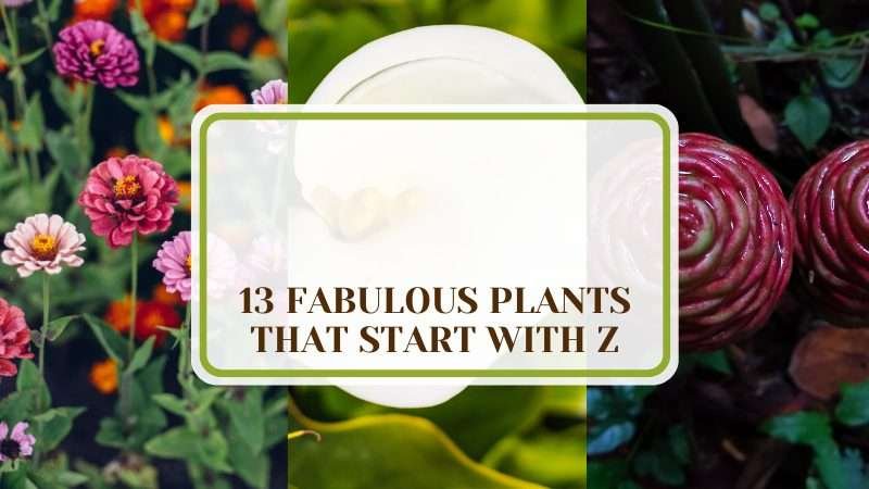 Fabulous Plants that Start with Z Plant America 13 Fabulous Plants that Start with Z: An Interesting Guide