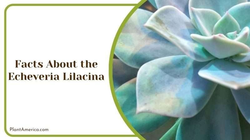 Facts About the Echeveria Lilacina Plant America Facts About the Echeveria Lilacina Plant America