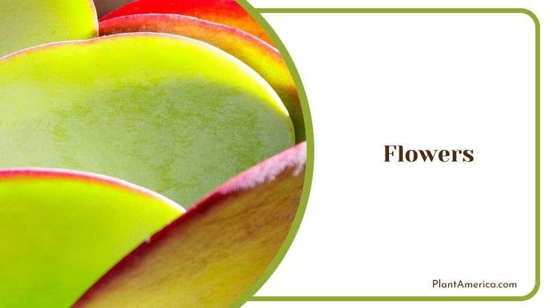 Facts About the Haworthia Fasciata Flowers Plant America