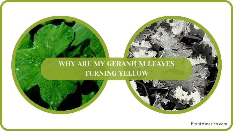 Facts Why Geranium Leaves Turning Yellow Plant America