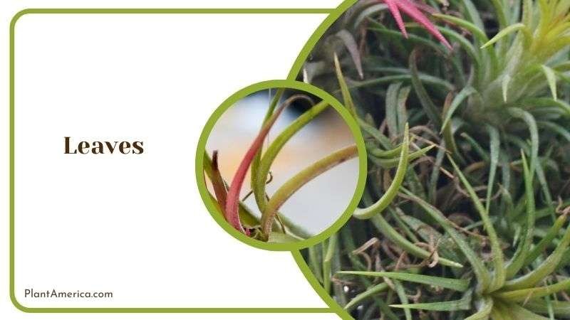 Facts of Tillandsia Brachycaulos Leaves Plant America Facts of Tillandsia Brachycaulos Leaves Plant America