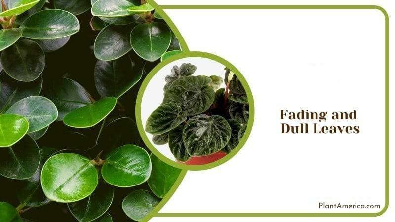 Fading and Dull Leaves of peperomia Plant America