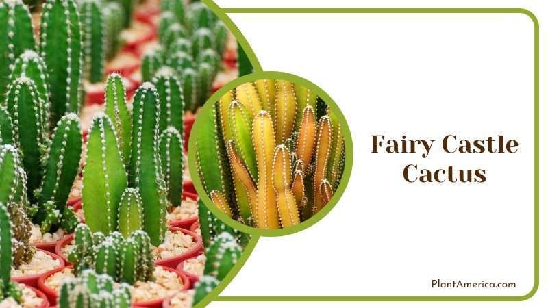 Fairy Castle Cactus Plant America Fairy Castle Cactus Plant America