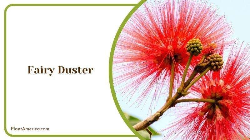 Fairy Duster Plant America