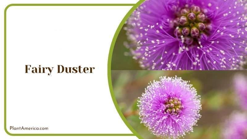 Fairy Duster PlantAmerica Fairy Duster PlantAmerica