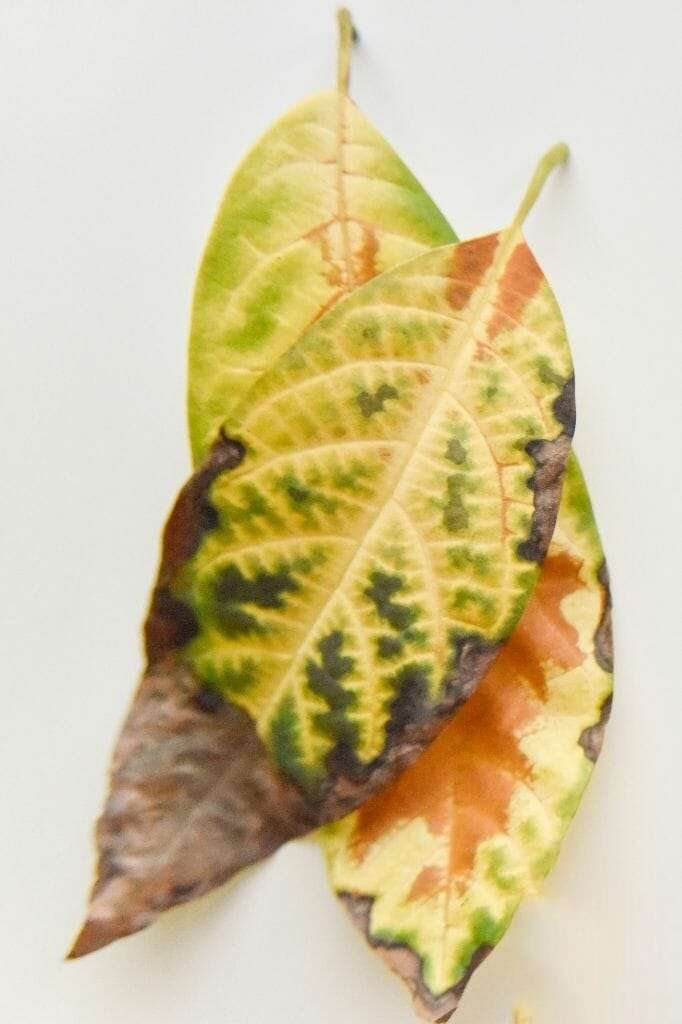 Fallen Avocado Brown Leaves PlantAmerica Fallen Avocado Brown Leaves PlantAmerica