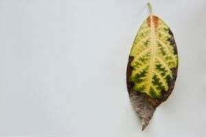 Fallen Avocado Leaves with Dried Spots PlantAmerica 1 Fallen Avocado Leaves with Dried Spots PlantAmerica 1