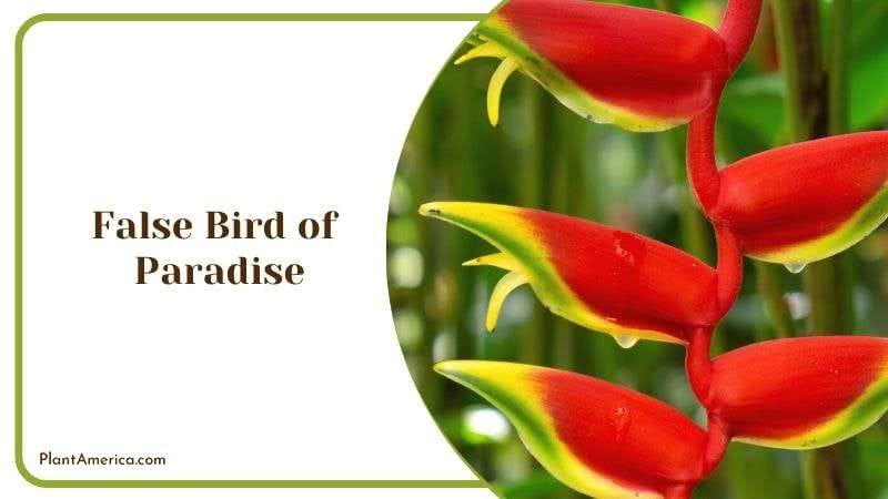 False Bird of Paradise Plant America