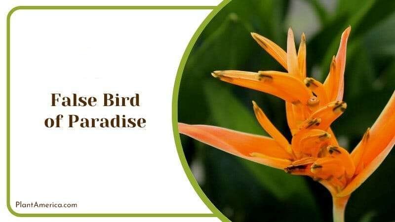 False Bird of Paradise
