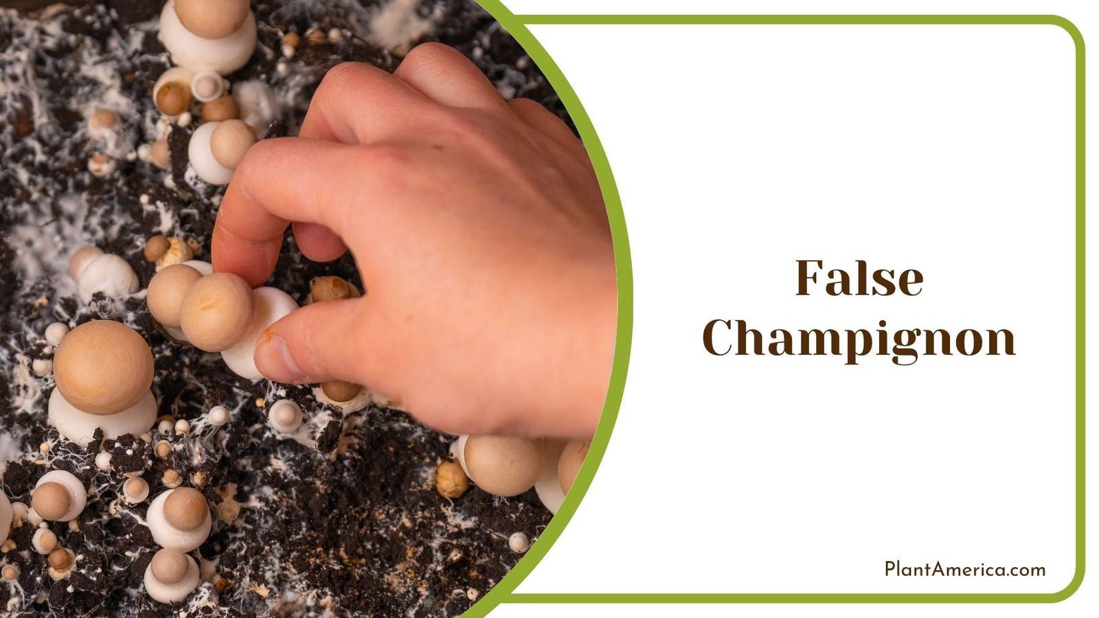 False Champignon In Hand Of a Person Plant America