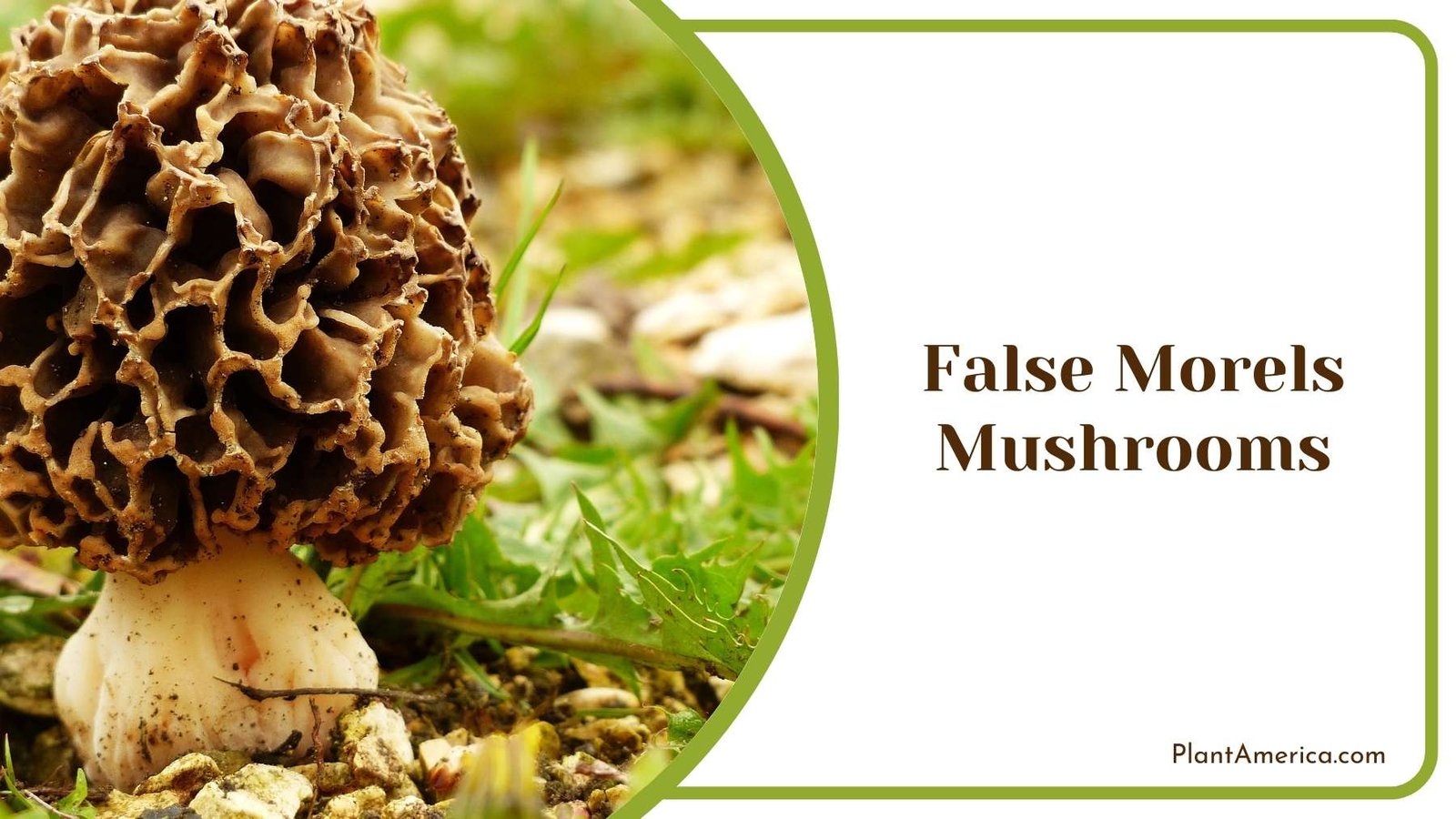 False Morels Mushrooms On a Grass Plant America