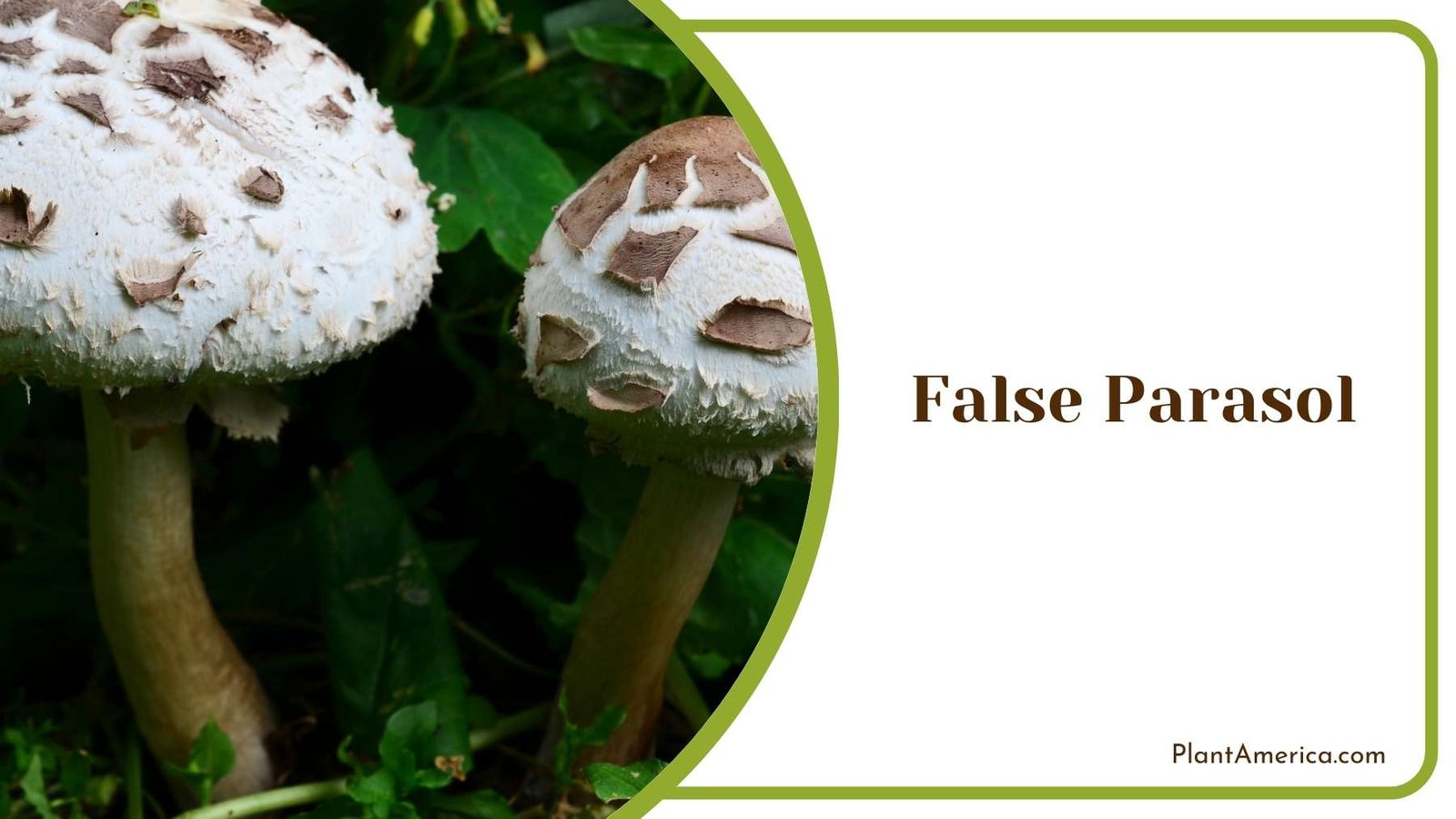 False Parasol Mushroom Plant America