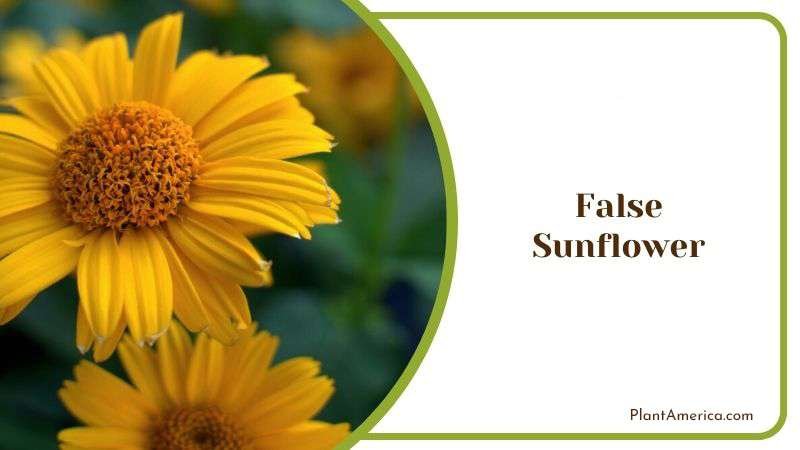 False Sunflower Plant America