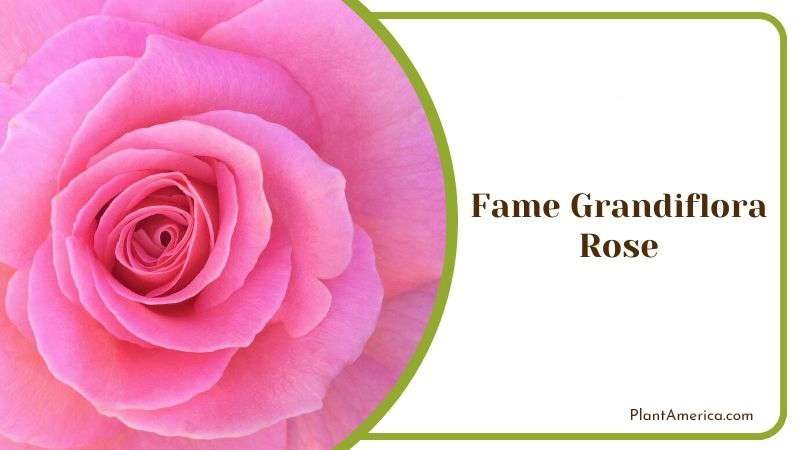 Fame Grandiflora Rose Plant America