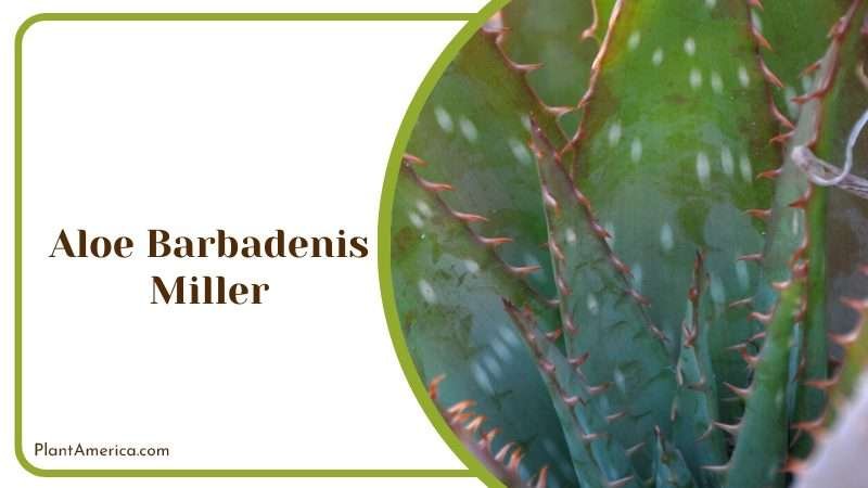 Famous Aloe Barbadensis Miller