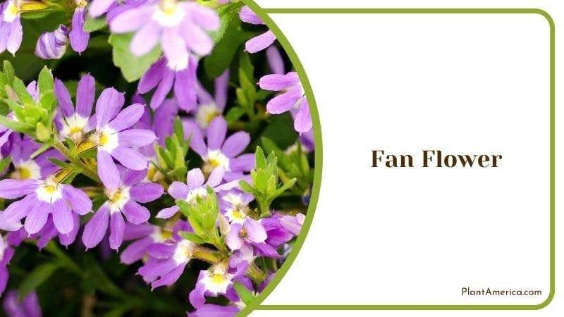 Fan Flower Plant America