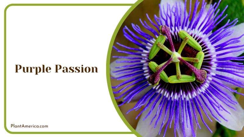 Fantastic Bloom of Purple Passion Flower Plant America Fantastic Bloom of Purple Passion Flower Plant America