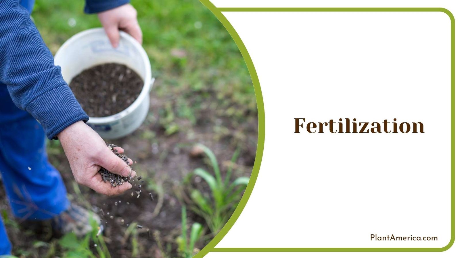 Farmer Doing Fertilization Plant America 1