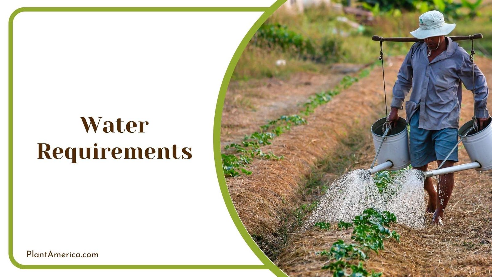 Farmer Watering His Farm Plant America