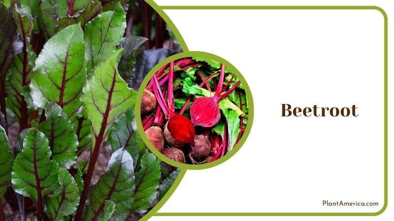 Farming Beetroot in Vegetable Bed Plant America Farming Beetroot in Vegetable Bed Plant America