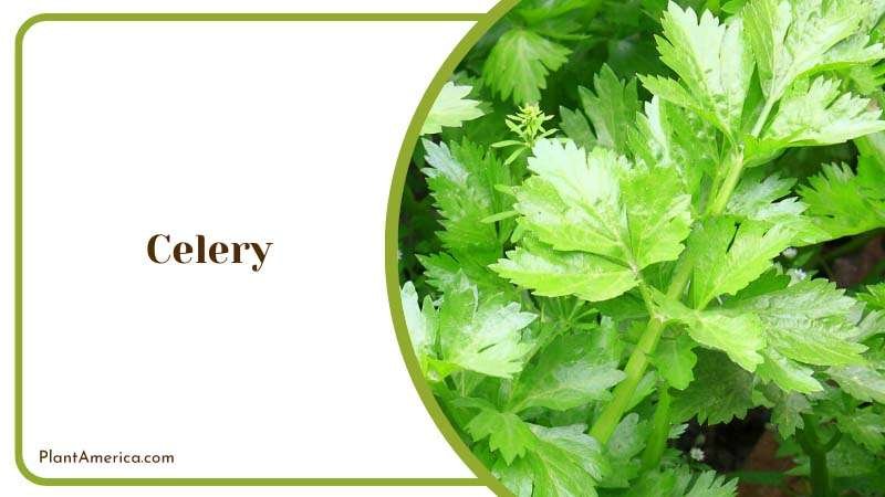 Farming Celery Plants Plant America Farming Celery Plants Plant America