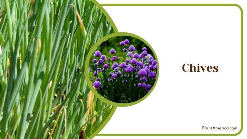 Farming Chives on Fields PlantAmerica Farming Chives on Fields PlantAmerica