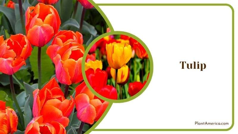 Farming Colorful Tulip in the Field Plant America