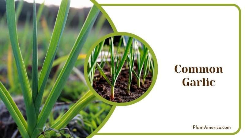 Farming Common Garlic Plants Plant America