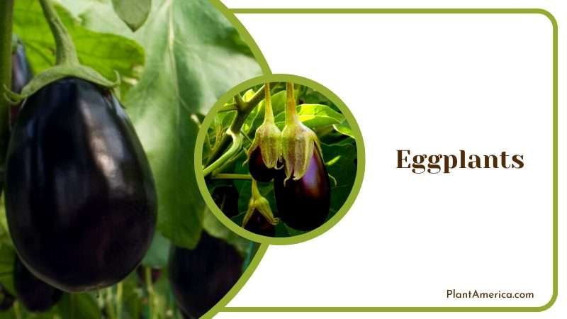 Farming Eggplants in Garden Plant America
