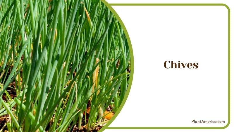 Farming Fresh Chives PlantAmerica