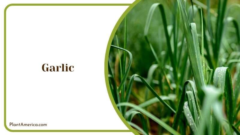 Farming Garlic Plants Plant America