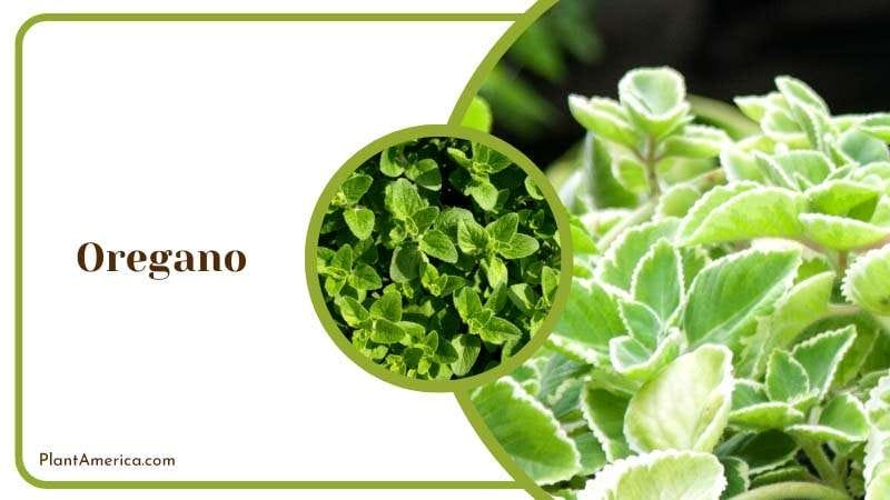 Farming Oregano in Garden PlantAmerica Farming Oregano in Garden PlantAmerica
