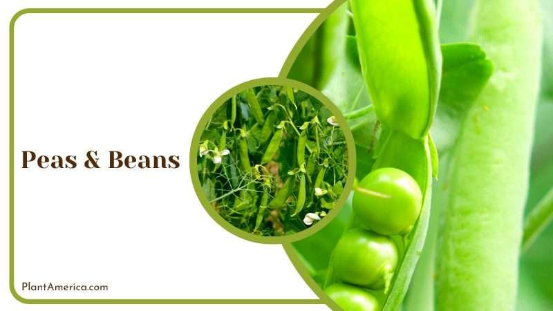 Farming Peas and Beans Plant America Farming Peas and Beans Plant America