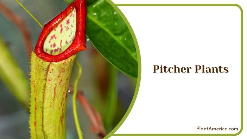 Fascinating Carnivorous Pitcher Plant Plant America Fascinating Carnivorous Pitcher Plant Plant America