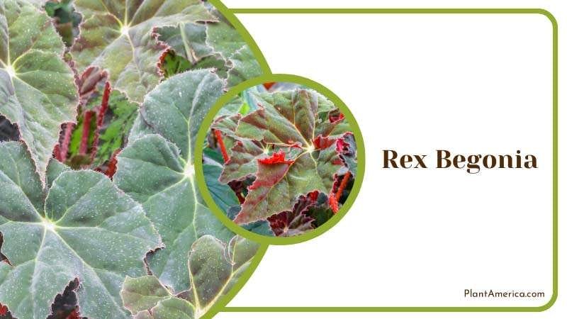 Fascinating Foliage of Rex Begonia Plant America