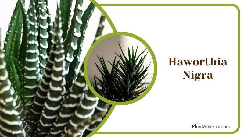 Fascinating Haworthia Nigra Plant America