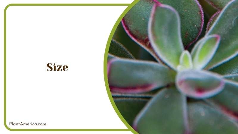 Fascinating Succulent Plant Plant America