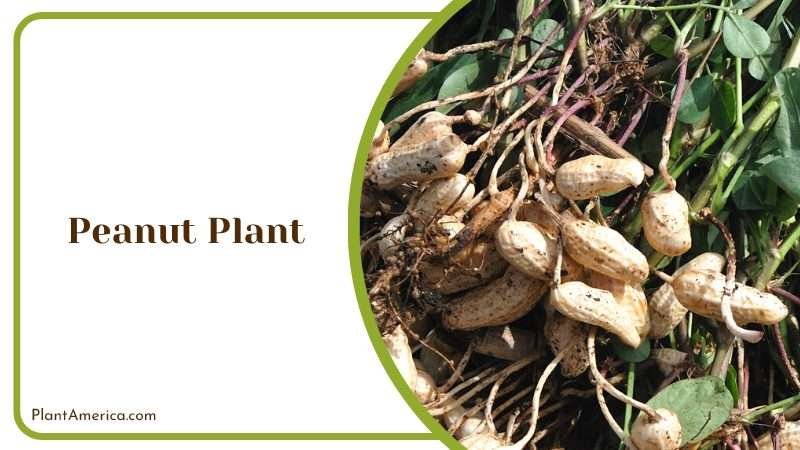 Fascinating and Edible Bloom PlantAmerica