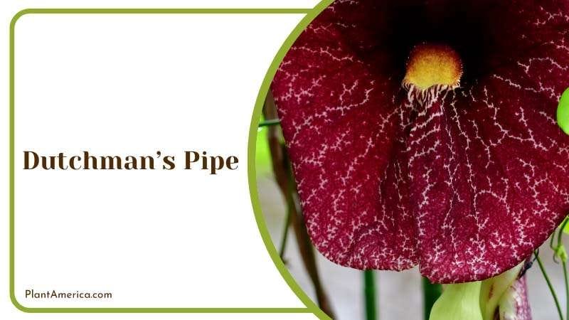 Fast Growing Vine Plant America