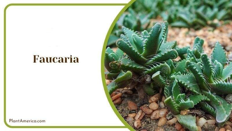 Faucaria Plant America