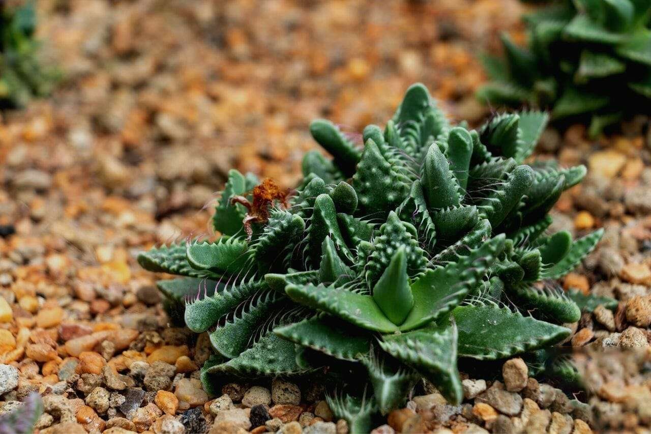 Faucaria Tigrina Tiger Jaws Plant America