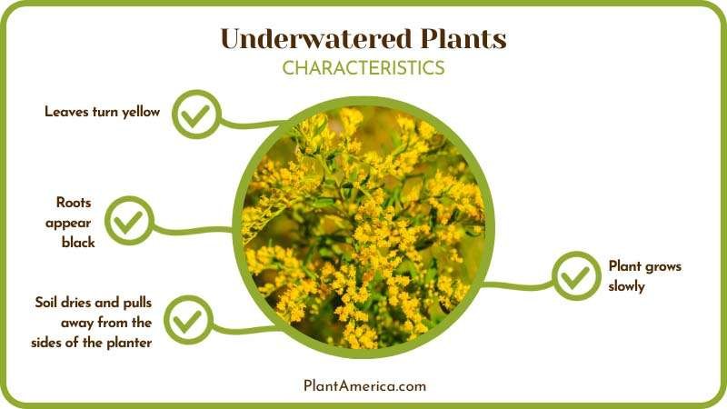 Features of Underwatered Plants Plant America